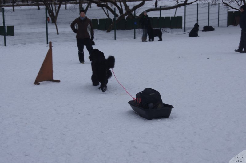 Фото: Aleksandra Fetisova (Александра Фетисова), ньюфаундленд Beguschaya po Volnam Foget Mi Not (Бегущая по Волнам Фогет Ми Нот)