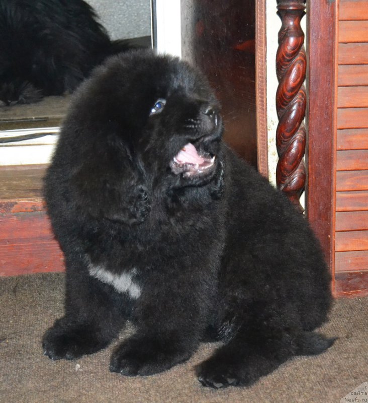 Фото: ньюфаундленд Rodamir Vialiki Miadzvedz (Родамир Вялiкi Мядзведзь)