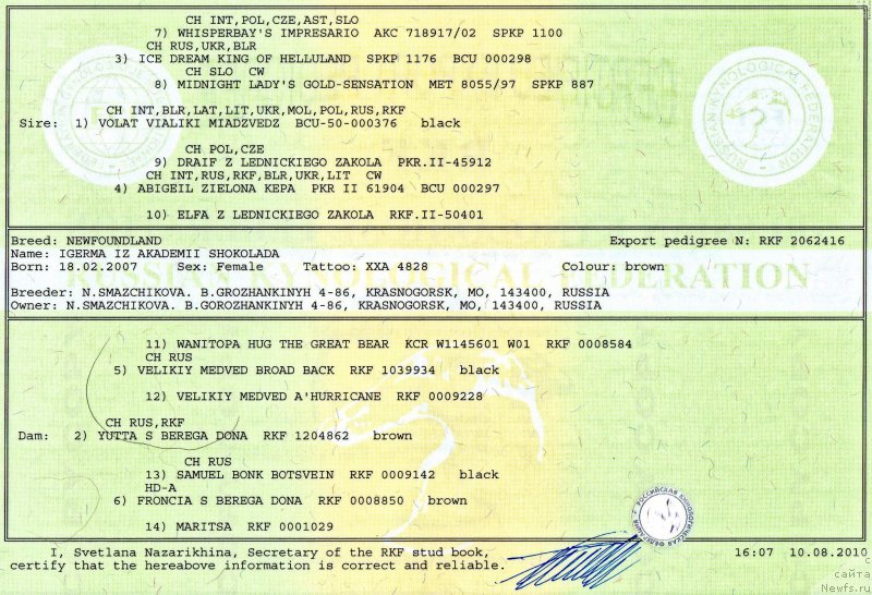 Фото: ньюфаундленд Igerma iz Akademii Shokolada (Игерма из Академии Шоколада)