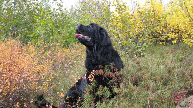 Фото: ньюфаундленд Zhasmine Severny Caprice iz Medvejyego Yara (Жасмин Северный Каприз из Медвежьего Яра)