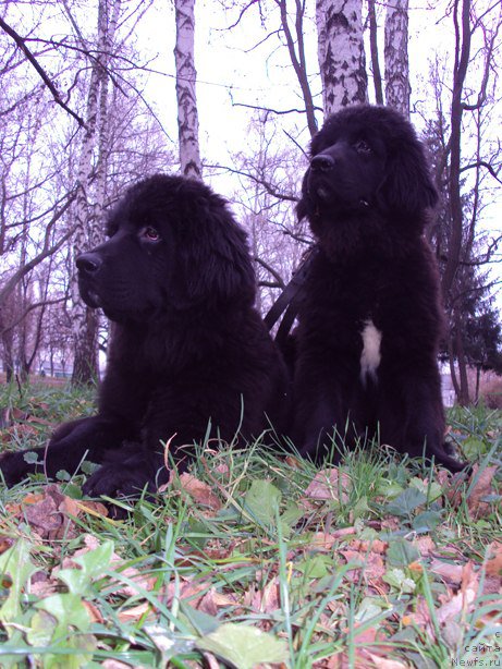 Фото: ньюфаундленд Big Sky Bear Izabella De La Krua, ньюфаундленд Big Sky Bear Ingigerda Olaf Marija