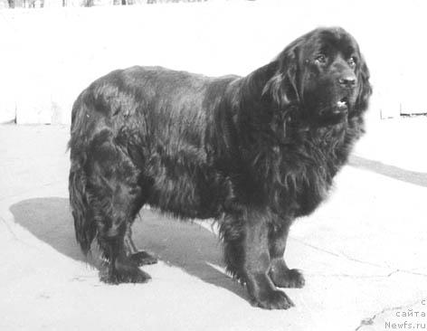 Фото: ньюфаундленд Venta Kyerol (Вента Кэрол)