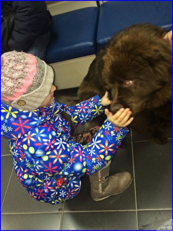 Фото: ньюфаундленд Brownblood MSK Hakim Gold Haydar (Браунблад МСК Хаким Голд Хайдар)