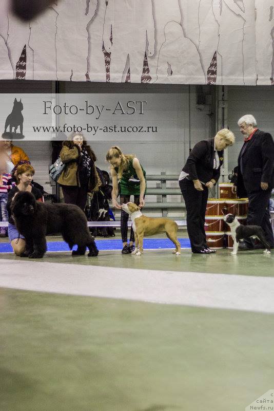 Фото: ньюфаундленд Markiz Maximilien de Mark (Маркиз Максимельен Де Марк)