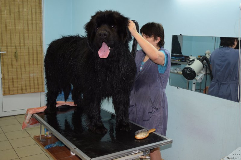 Фото: Жгучий Брюнет (Мишка)