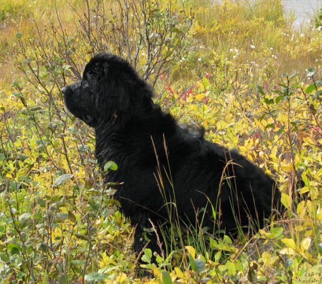 Фото: ньюфаундленд Zhasmine Severny Caprice iz Medvejyego Yara (Жасмин Северный Каприз из Медвежьего Яра)