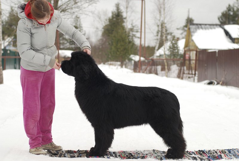 Фото: ньюфаундленд Fluffy Avalanch Yabba-Dabba-Doo (Флюфи Аваланч Ябба-Дабба-Доо)