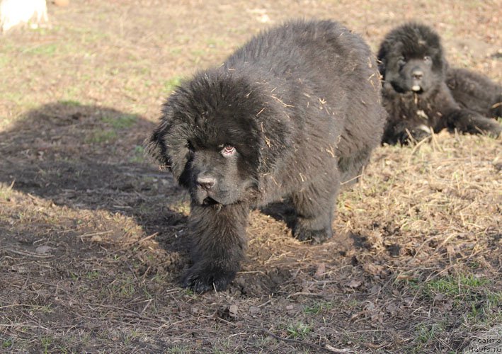 Фото: ньюфаундленд Grenader s Berega Dona (Гренадер с Берега Дона)