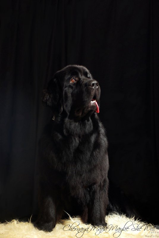 Фото: ньюфаундленд Chernaya Mafia Maybe She Will (Черная Мафия Маубе Ше Вилл)