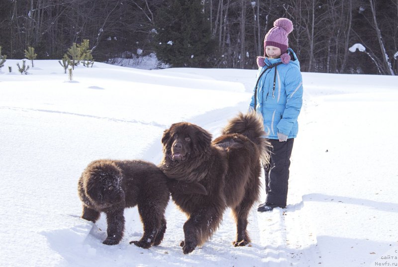 Фото: ньюфаундленд Sverkayuzhaya Gora Mashame (Сверкающая Гора Машаме), ньюфаундленд Naomi Tagoliri for Brouwnblood (Наоми Таголири фор Браунблад)