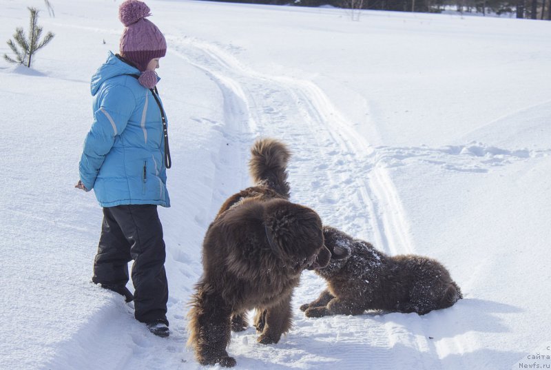 Фото: ньюфаундленд Sverkayuzhaya Gora Mashame (Сверкающая Гора Машаме), ньюфаундленд Naomi Tagoliri for Brouwnblood (Наоми Таголири фор Браунблад)