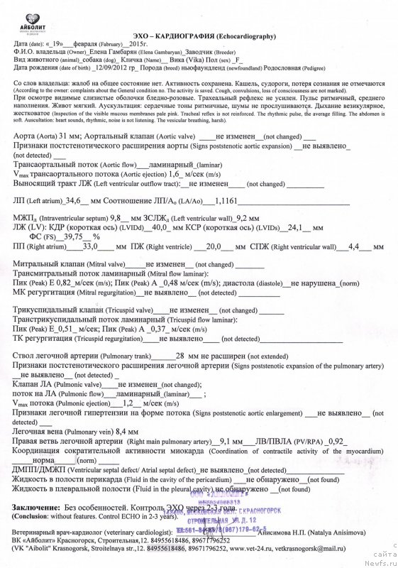 Фото: ньюфаундленд Sent Djons Viva Viktoria (Сент Джонс Вива Виктория)