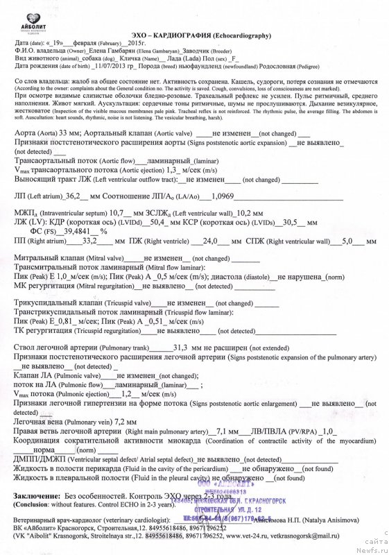 Фото: ньюфаундленд Akvian Song Ledi In Blyek (Аквиан Сонг Леди Ин Блэк)