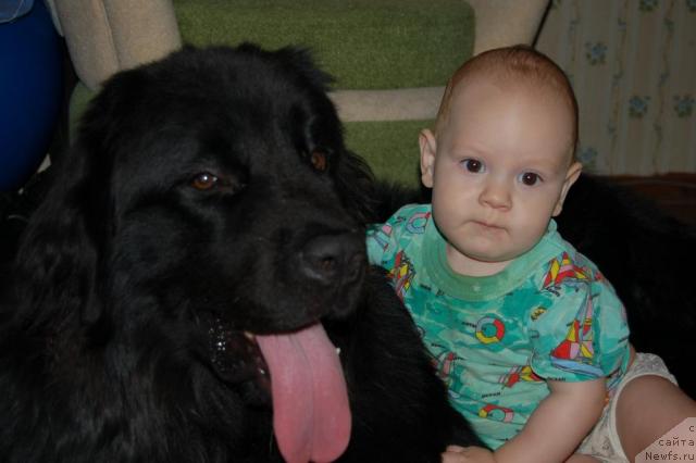 Фото: ньюфаундленд Ryicar' Blagorodnyiy ot Marleon Dusvik (Рыцарь Благородный от Марлеон Дусвик)