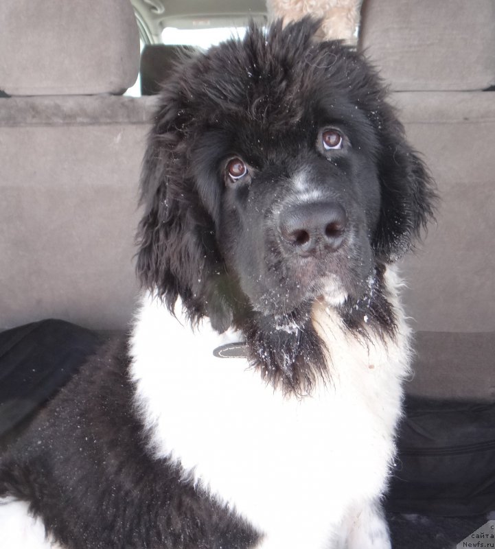 Фото: ньюфаундленд Beatris B'yutiful ot Sibirskogo Medvedya (Беатрис Бьютифул от Сибирского Медведя)