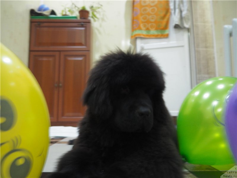 Фото: ньюфаундленд N'yufort Aston Martin dlya S'Nejnoy V'yugi (Ньюфорт Астон Мартин для С'Нежной Вьюги)