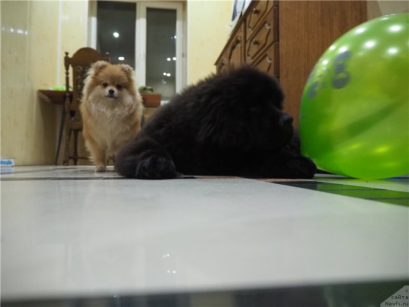 Фото: ньюфаундленд N'yufort Aston Martin dlya S'Nejnoy V'yugi (Ньюфорт Астон Мартин для С'Нежной Вьюги)