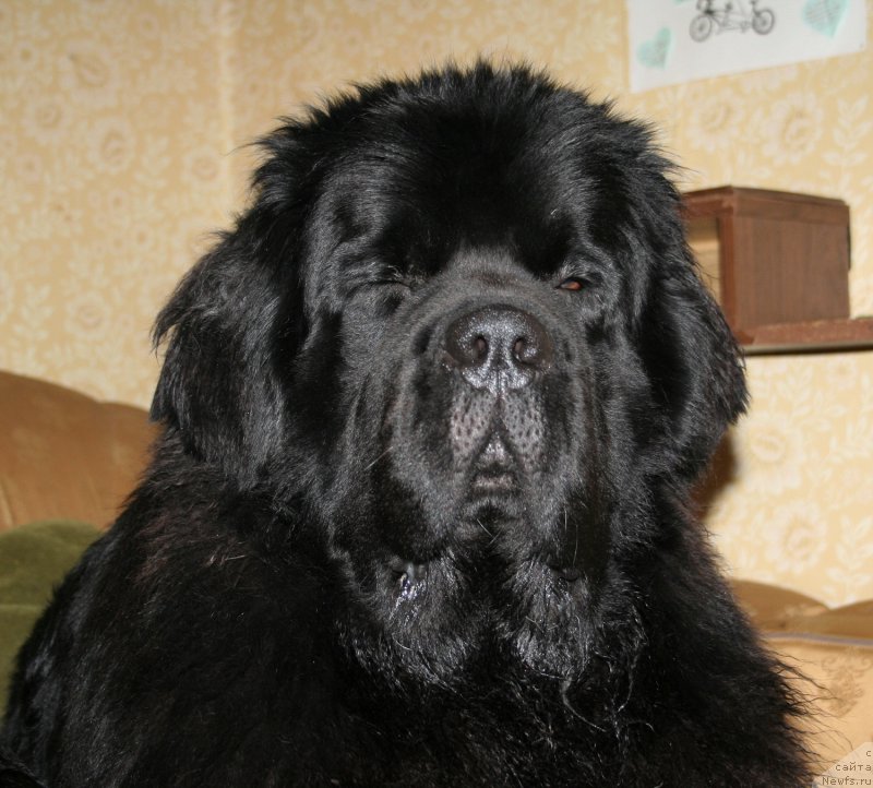 Фото: ньюфаундленд Chernaya Mafia Must Have (Черная Мафия Муст Хаве)