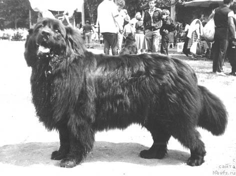 Фото: ньюфаундленд Alisa Ust Jon (Алиса Уст Жон)