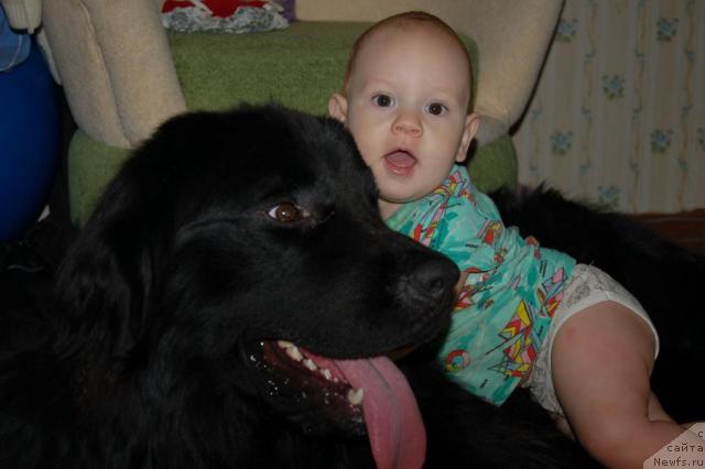 Фото: ньюфаундленд Ryicar' Blagorodnyiy ot Marleon Dusvik (Рыцарь Благородный от Марлеон Дусвик)