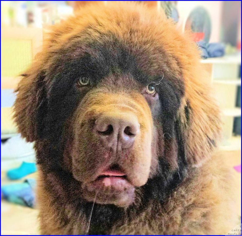 Фото: ньюфаундленд Brownblood MSK Hakim Gold Haydar (Браунблад МСК Хаким Голд Хайдар)