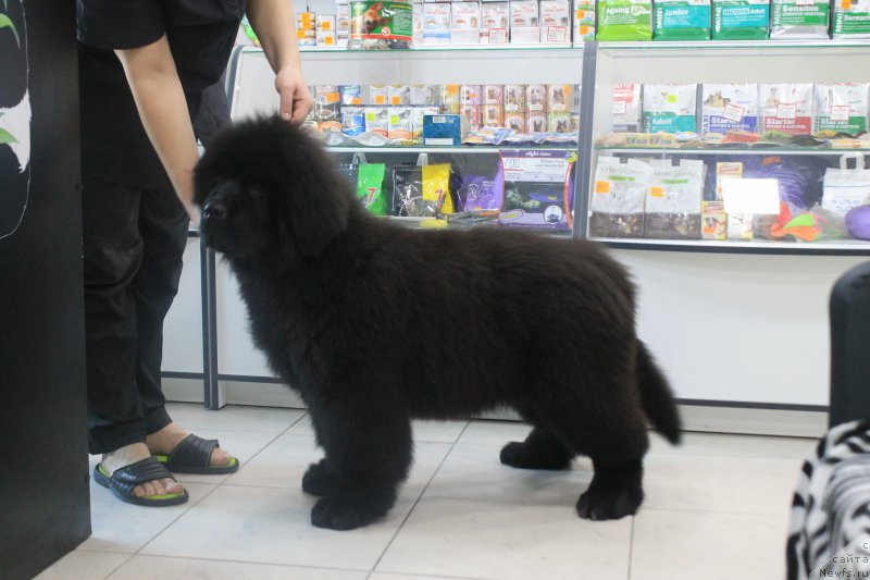 Фотография № 175312