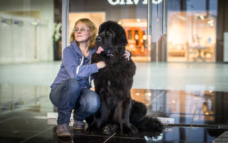 Фото: ньюфаундленд Smigar Legenda Vesny (Смигар Легенда Весны), Larisa Basharova (Лариса Башарова)