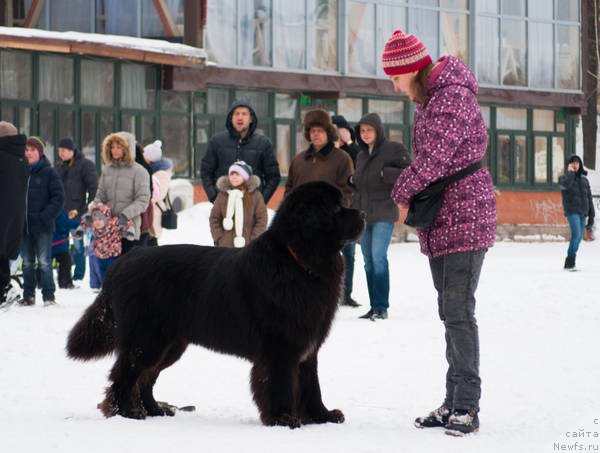 Фото: ньюфаундленд Kiper Soul Layon Hyeert (Кипер Соул Лайон Хэерт), Ol'ga Ivanova (Ольга Иванова)