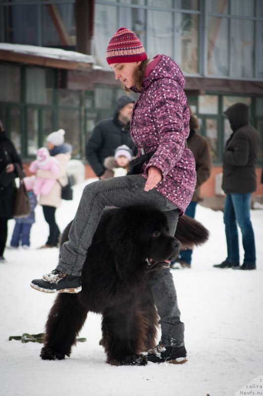 Фото: ньюфаундленд Kiper Soul Layon Hyeert (Кипер Соул Лайон Хэерт), Ol'ga Ivanova (Ольга Иванова)