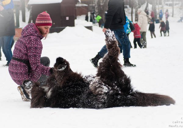 Фото: ньюфаундленд Kiper Soul Layon Hyeert (Кипер Соул Лайон Хэерт), Ol'ga Ivanova (Ольга Иванова)