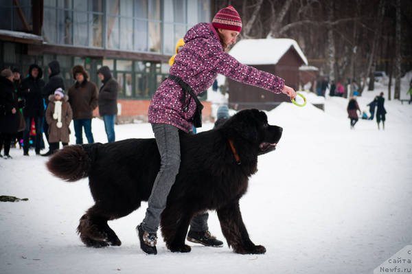 Фото: ньюфаундленд Kiper Soul Layon Hyeert (Кипер Соул Лайон Хэерт), Ol'ga Ivanova (Ольга Иванова)
