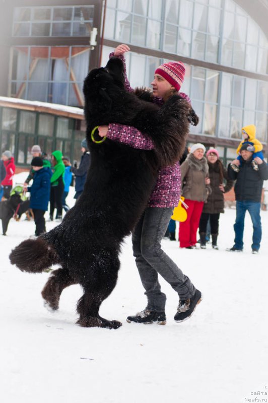 Фото: ньюфаундленд Kiper Soul Layon Hyeert (Кипер Соул Лайон Хэерт), Ol'ga Ivanova (Ольга Иванова)