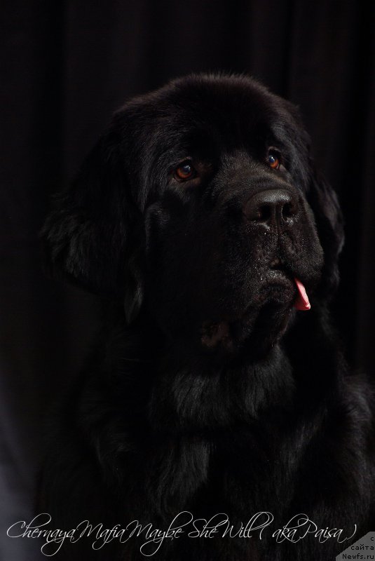 Фото: ньюфаундленд Chernaya Mafia Maybe She Will (Черная Мафия Маубе Ше Вилл)