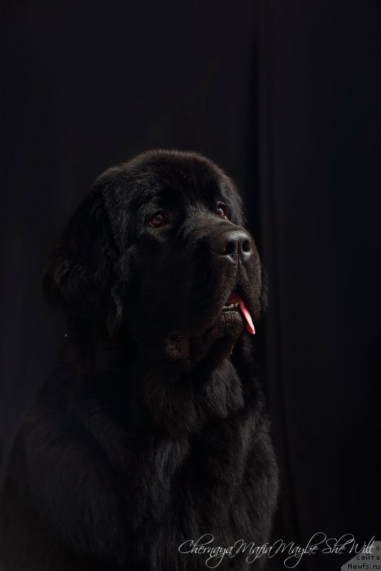 Фото: ньюфаундленд Chernaya Mafia Maybe She Will (Черная Мафия Маубе Ше Вилл)