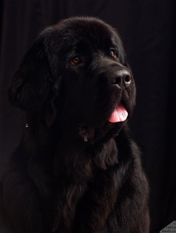 Фото: ньюфаундленд Chernaya Mafia Maybe She Will (Черная Мафия Маубе Ше Вилл)
