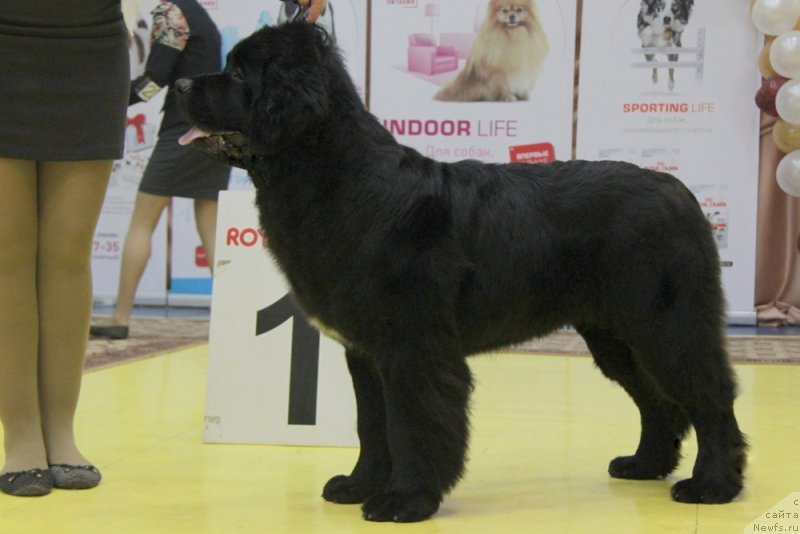 Фото: ньюфаундленд Akvian Song Okeanik Vind (Аквиан Сонг Океаник Винд)