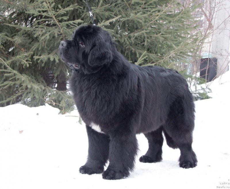 Фотография № 175395