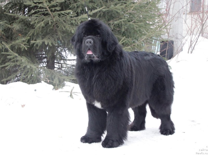 Фото: ньюфаундленд Akvian Song Idzumi (Аквиан Сонг Идзуми)