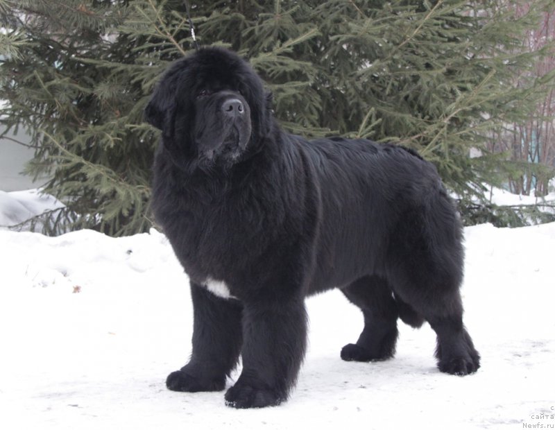 Фото: ньюфаундленд Akvian Song Idzumi (Аквиан Сонг Идзуми)