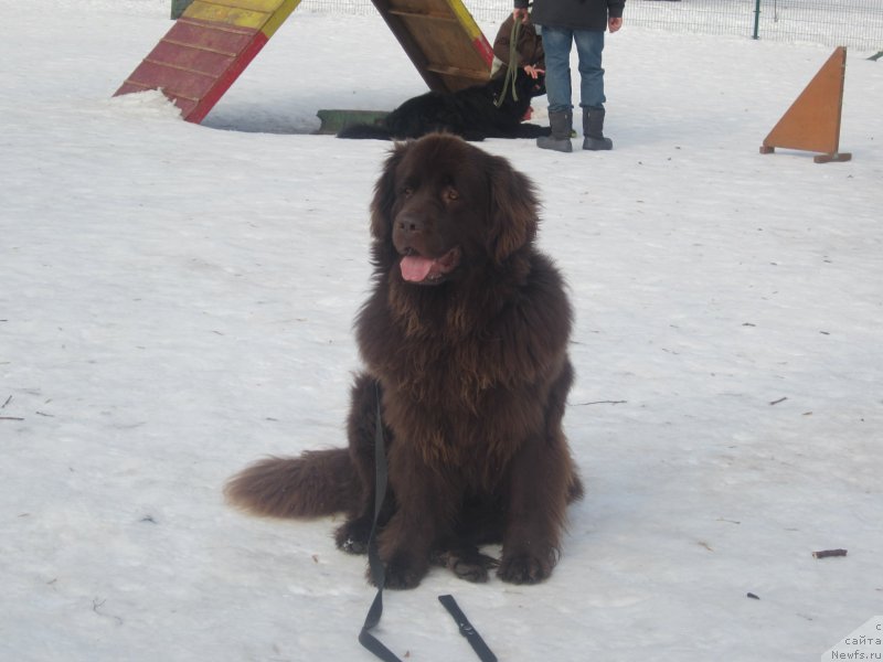 Фото: ньюфаундленд Feerichnaja Fortunatussi s Berega Dona (Фееричная Фортунатусси с Берега Дона)