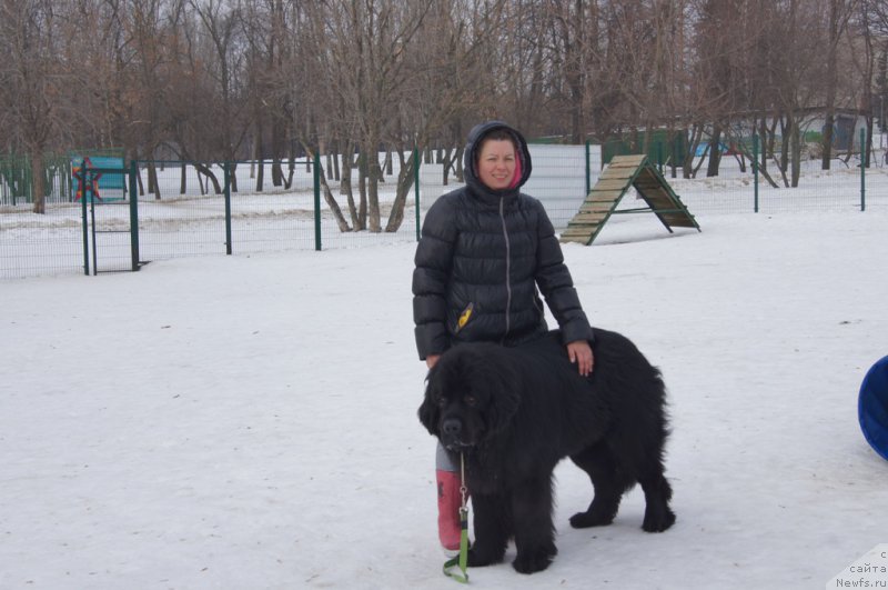 Фото: Oksana SHevchuk (Оксана Шевчук), ньюфаундленд Chisty Brilliant Amigo (Чистый Бриллиант Амиго)