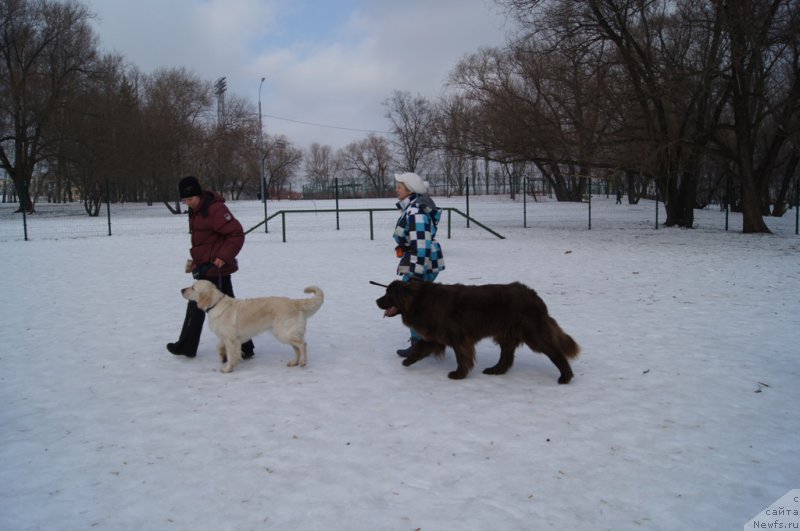 Фото: Надя и Айрис, Natal'ya Smazchikova (Наталья Смазчикова), ньюфаундленд Feerichnaja Fortunatussi s Berega Dona (Фееричная Фортунатусси с Берега Дона)