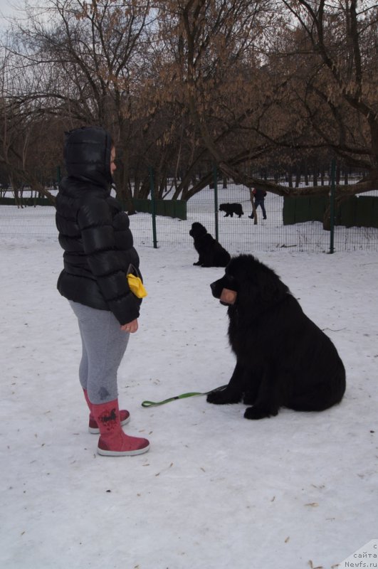 Фото: Oksana SHevchuk (Оксана Шевчук), ньюфаундленд Chisty Brilliant Amigo (Чистый Бриллиант Амиго)