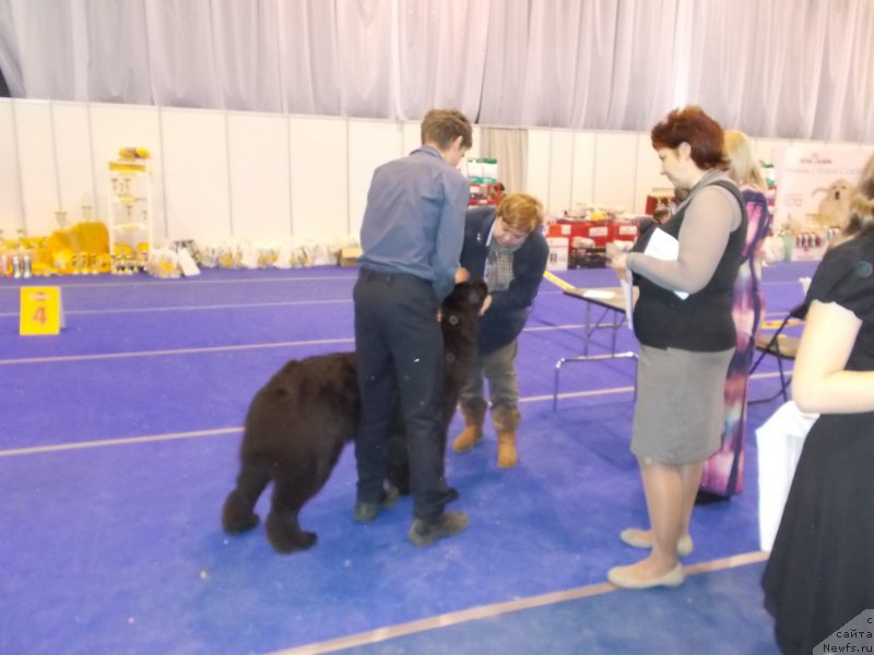 Фото: ньюфаундленд Eho Moskvy s Berega Dona (Эхо Москвы с Берега Дона), Миша в роли хендлера, Татьяна Дрейер(судья)