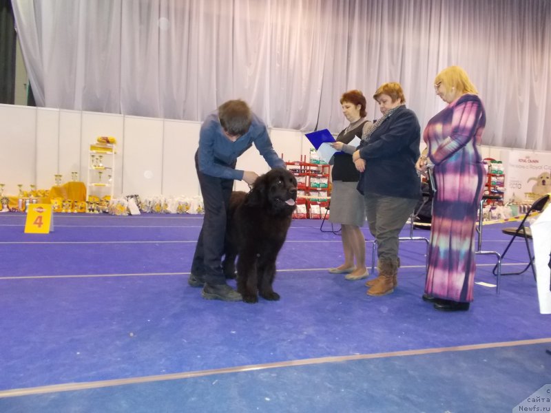 Фото: ньюфаундленд Eho Moskvy s Berega Dona (Эхо Москвы с Берега Дона), Миша, Дрейер Т. и члены судейской команды.