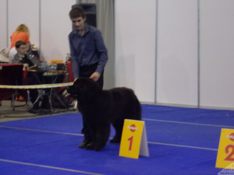 Фото: ньюфаундленд Eho Moskvy s Berega Dona (Эхо Москвы с Берега Дона), Миша