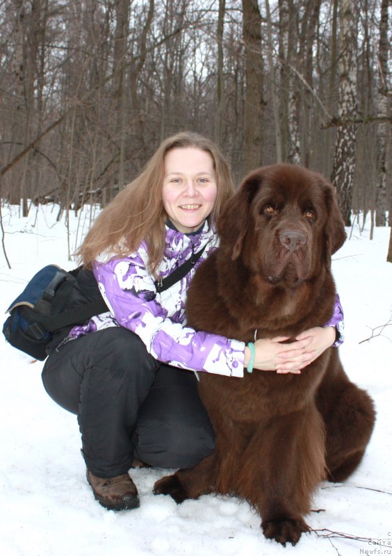 Фото: ньюфаундленд Chernyi Sharm Angel'skaya Krasota (Черный Шарм Ангельская Красота)