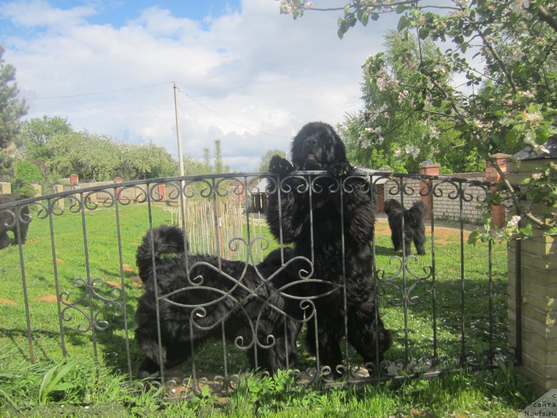 Фотография № 175476