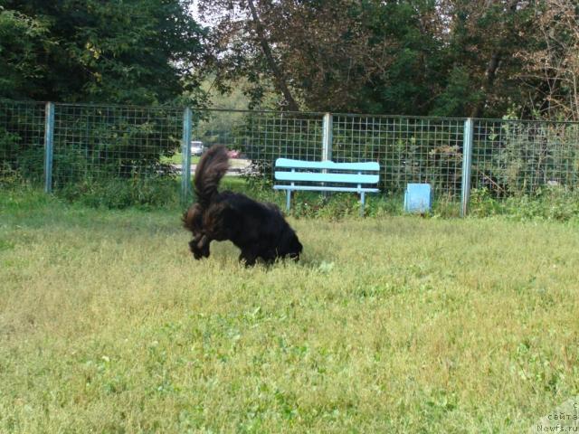 Фото: ньюфаундленд CHelendjer (Челенджер)