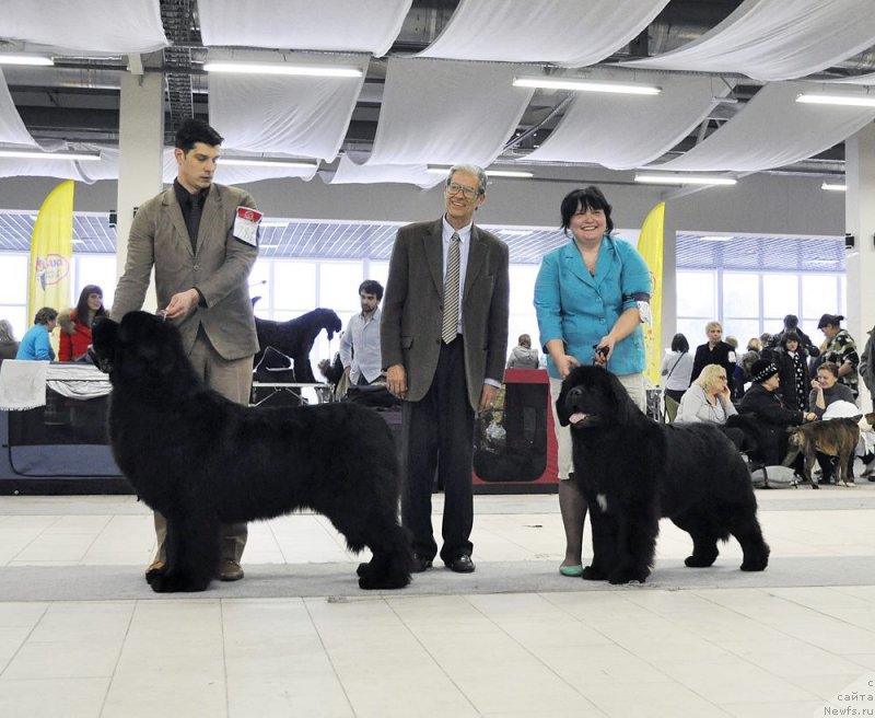 Фото: ньюфаундленд Aquatoriya Kelvin Ultimatum (Акватория Келвин Ультиматум), ньюфаундленд Mukwa Seabrook Nightflight For Sent Djons